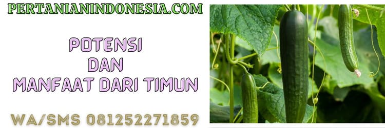 potensi,manfaat,timun,ketimun,manfaat timun